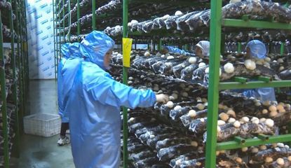 福建建宁:变"废"为"肥"!农林废料种食用菌促绿色转型