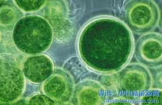 吕雪峰 构建 变废为宝 的生物燃料转化体系